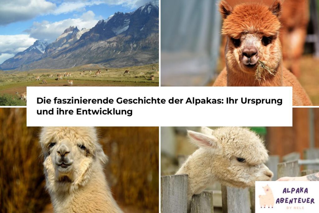 Alpaka Ursprung