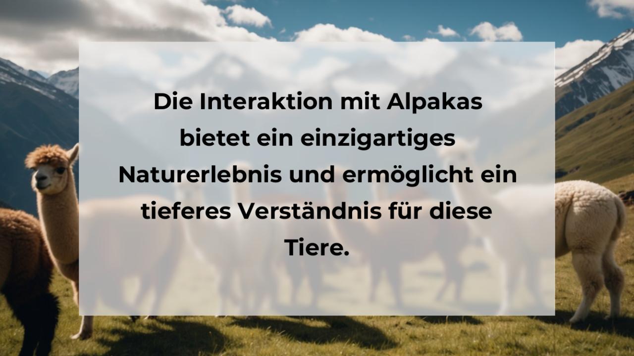 Die Interaktion mit Alpakas bietet ein einzigartiges Naturerlebnis und ermöglicht ein tieferes Verständnis für diese Tiere.