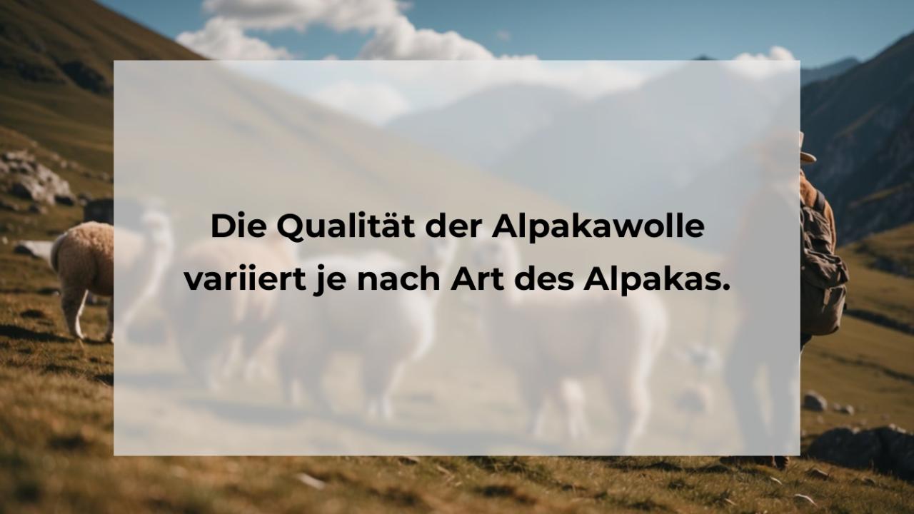 Die Qualität der Alpakawolle variiert je nach Art des Alpakas.