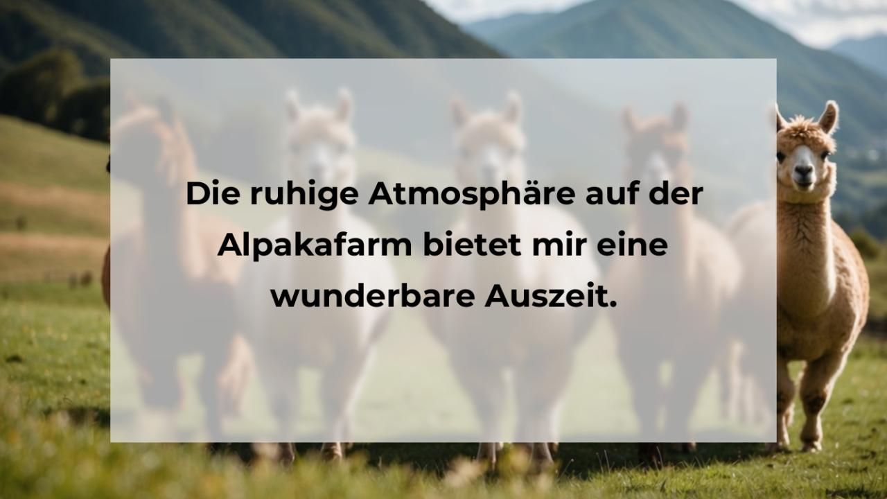 Die ruhige Atmosphäre auf der Alpakafarm bietet mir eine wunderbare Auszeit.