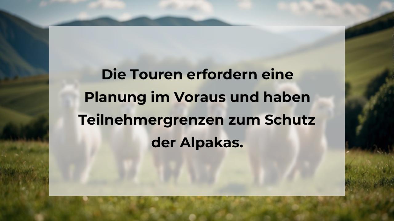 Die Touren erfordern eine Planung im Voraus und haben Teilnehmergrenzen zum Schutz der Alpakas.