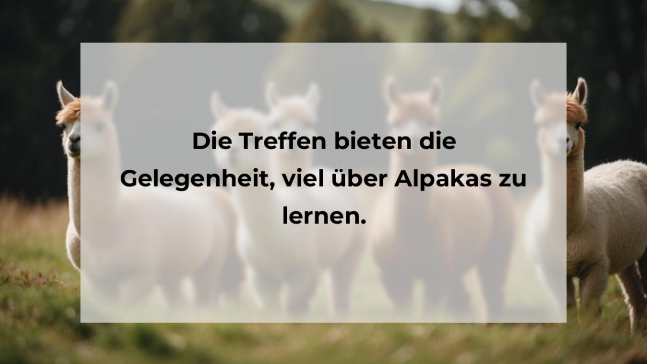 Die Treffen bieten die Gelegenheit, viel über Alpakas zu lernen.