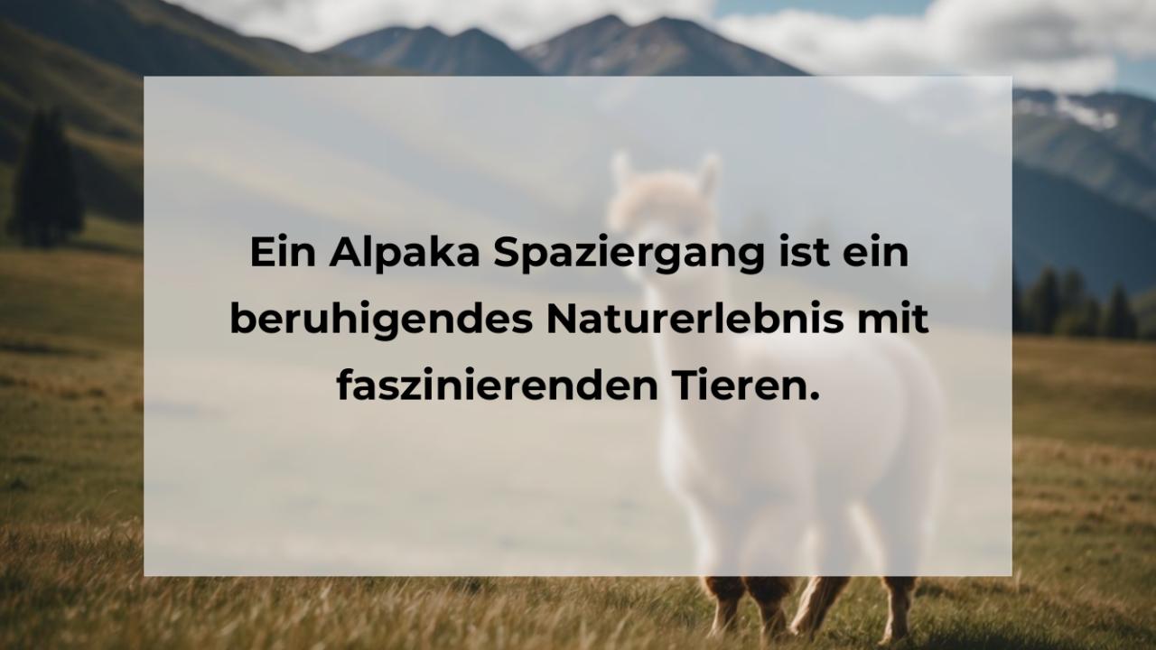 Ein Alpaka Spaziergang ist ein beruhigendes Naturerlebnis mit faszinierenden Tieren.