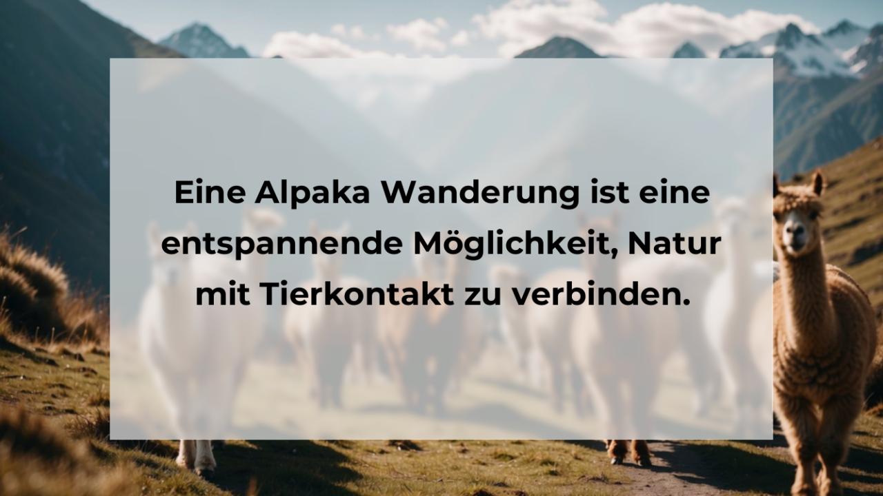 Eine Alpaka Wanderung ist eine entspannende Möglichkeit, Natur mit Tierkontakt zu verbinden.