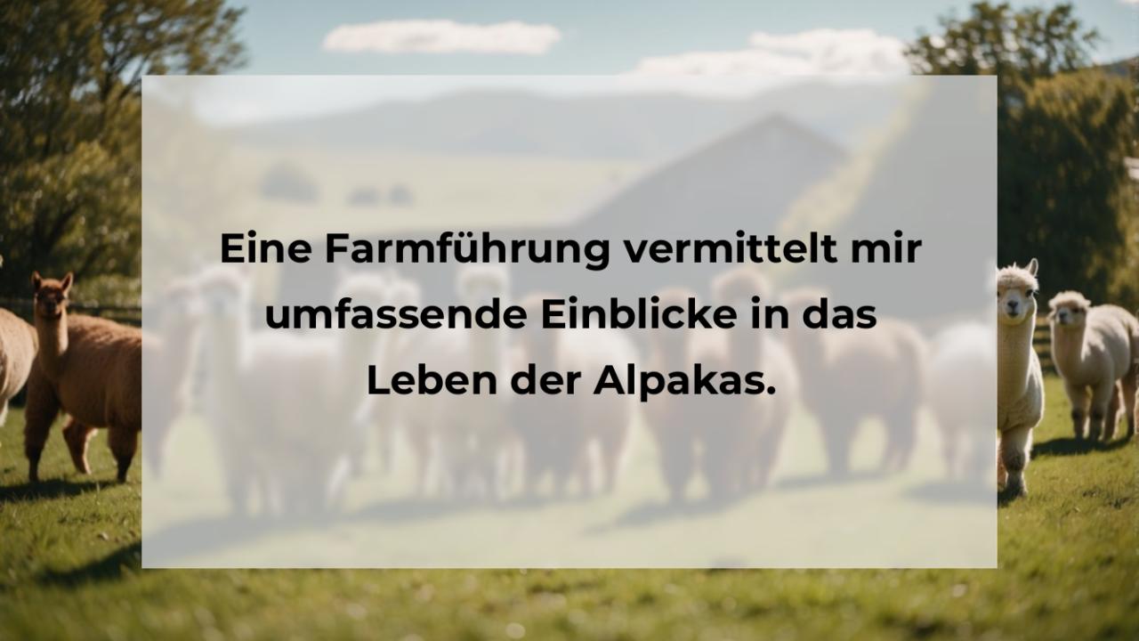 Eine Farmführung vermittelt mir umfassende Einblicke in das Leben der Alpakas.