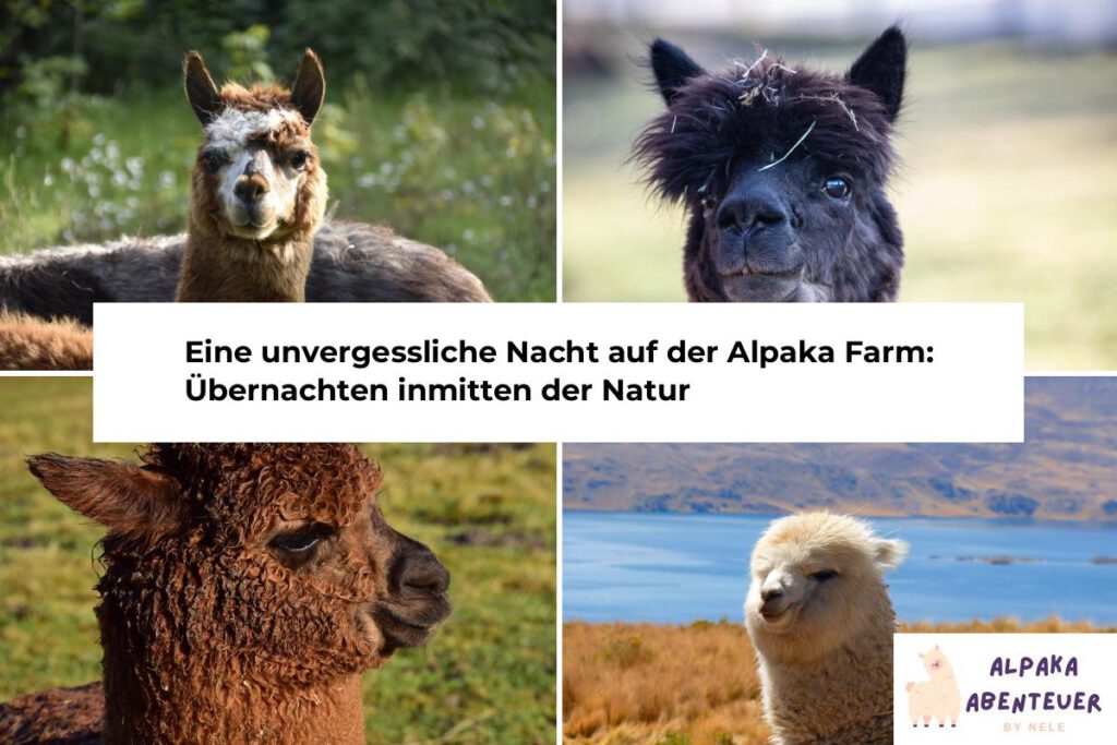 Alpaka Übernachtung