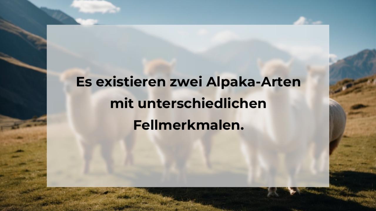 Es existieren zwei Alpaka-Arten mit unterschiedlichen Fellmerkmalen.