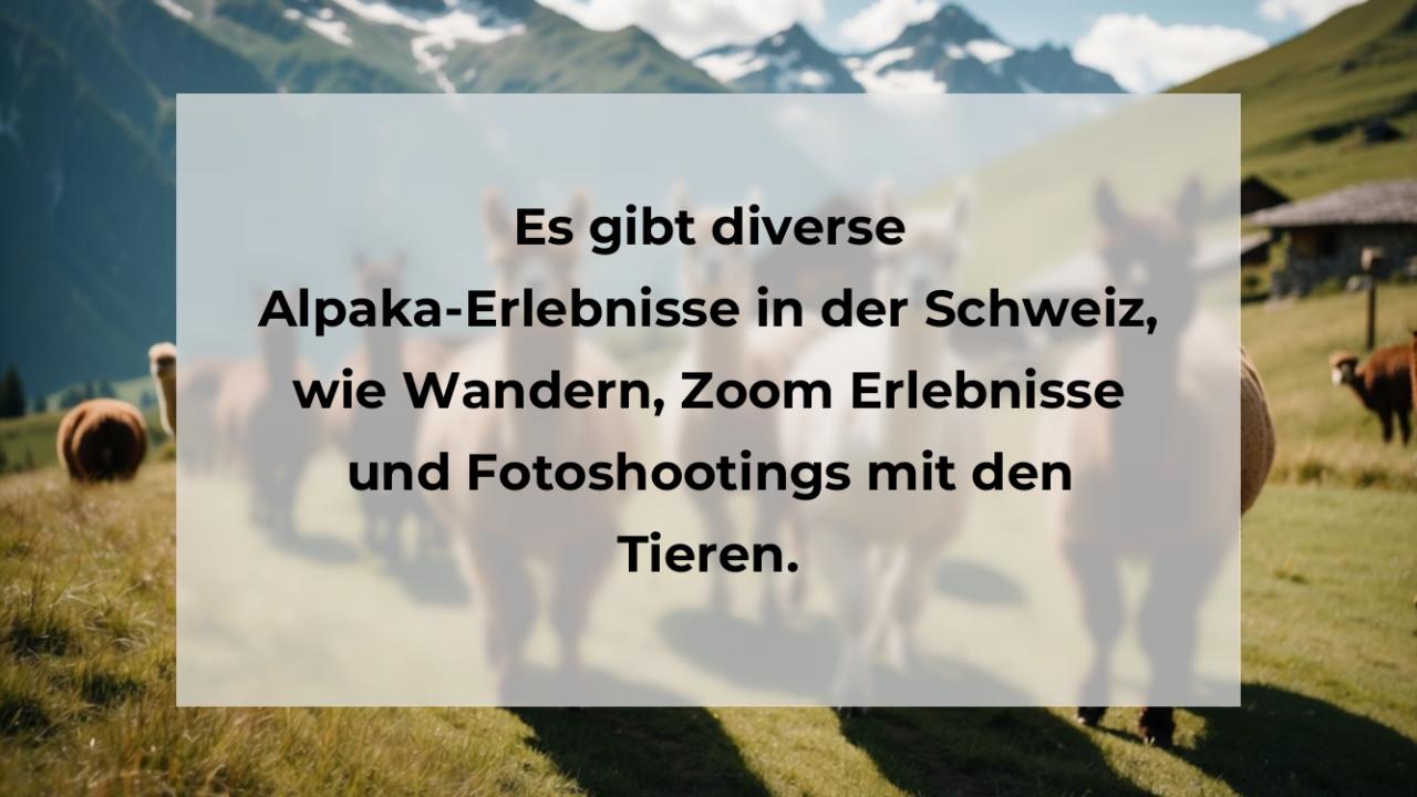 Es gibt diverse Alpaka-Erlebnisse in der Schweiz, wie Wandern, Zoom Erlebnisse und Fotoshootings mit den Tieren.