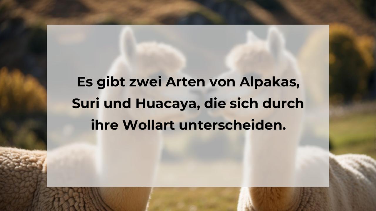Es gibt zwei Arten von Alpakas, Suri und Huacaya, die sich durch ihre Wollart unterscheiden.