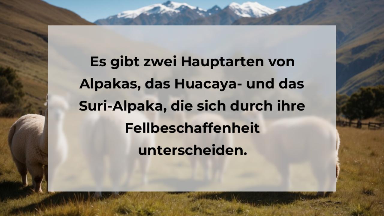 Es gibt zwei Hauptarten von Alpakas, das Huacaya- und das Suri-Alpaka, die sich durch ihre Fellbeschaffenheit unterscheiden.