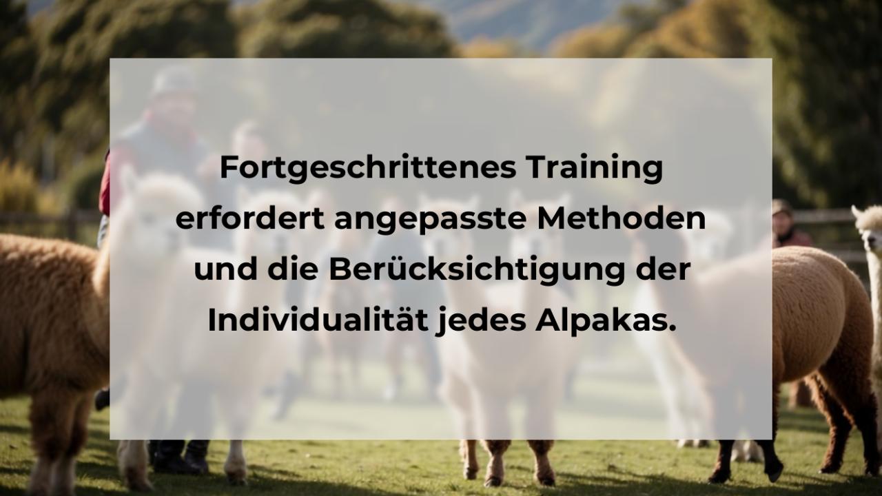 Fortgeschrittenes Training erfordert angepasste Methoden und die Berücksichtigung der Individualität jedes Alpakas.