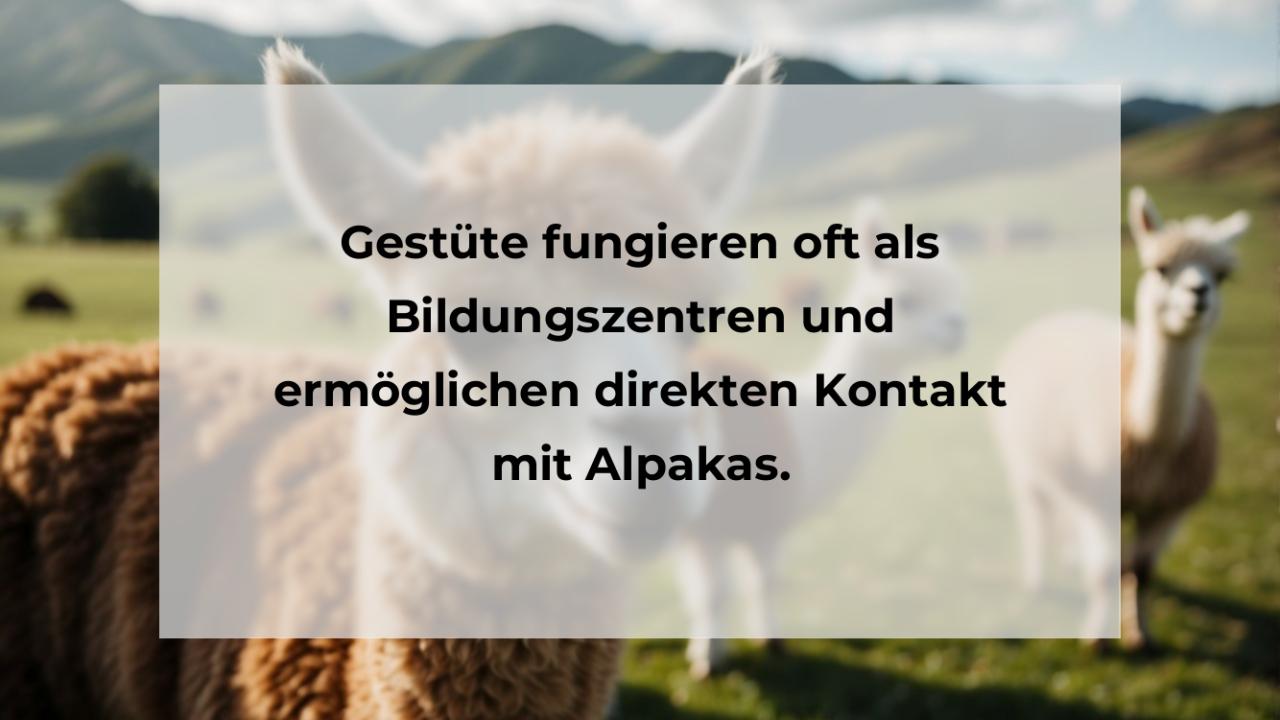 Gestüte fungieren oft als Bildungszentren und ermöglichen direkten Kontakt mit Alpakas.