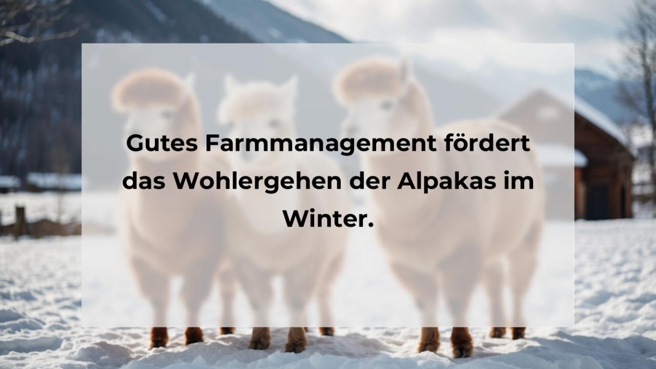 Gutes Farmmanagement fördert das Wohlergehen der Alpakas im Winter.