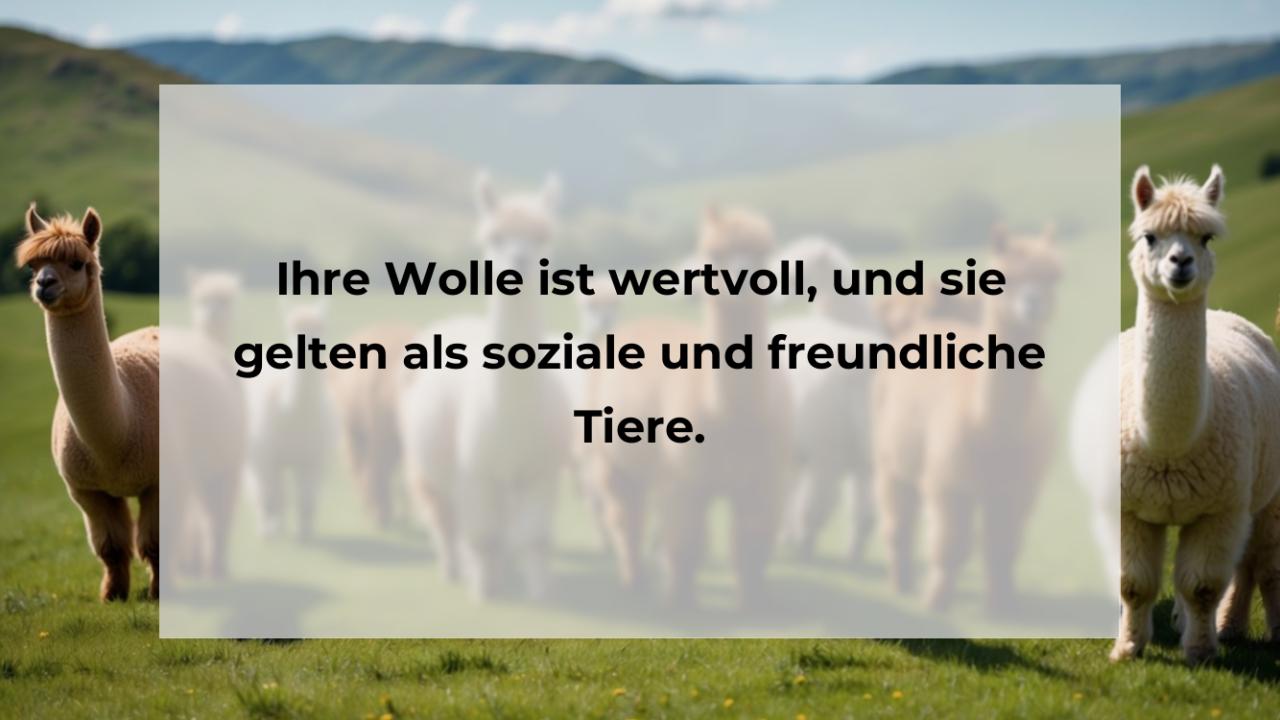 Ihre Wolle ist wertvoll, und sie gelten als soziale und freundliche Tiere.