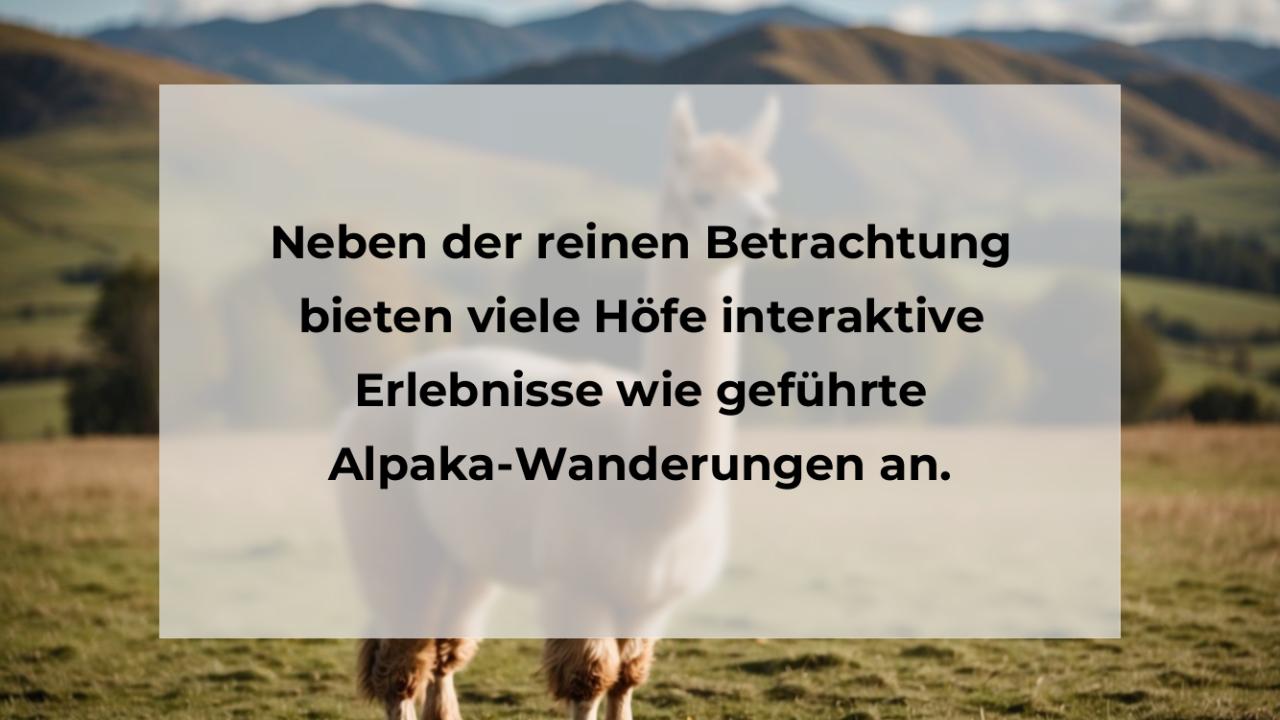 Neben der reinen Betrachtung bieten viele Höfe interaktive Erlebnisse wie geführte Alpaka-Wanderungen an.