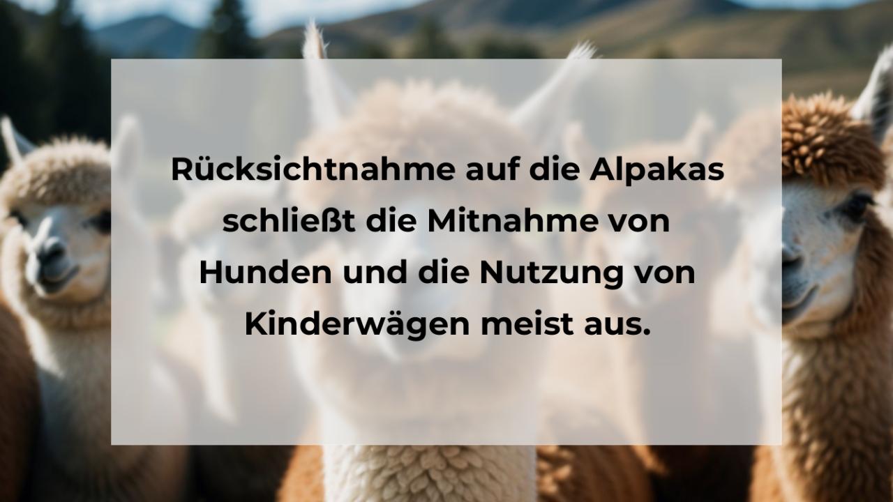 Rücksichtnahme auf die Alpakas schließt die Mitnahme von Hunden und die Nutzung von Kinderwägen meist aus.