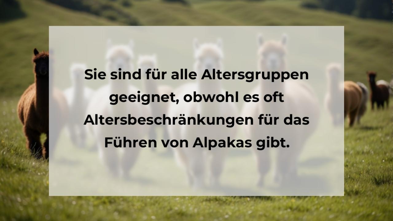 Sie sind für alle Altersgruppen geeignet, obwohl es oft Altersbeschränkungen für das Führen von Alpakas gibt.