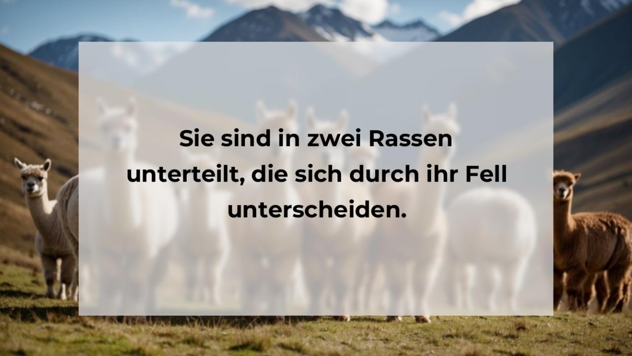 Sie sind in zwei Rassen unterteilt, die sich durch ihr Fell unterscheiden.