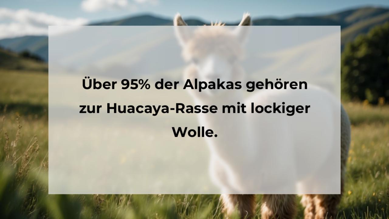 Über 95% der Alpakas gehören zur Huacaya-Rasse mit lockiger Wolle.
